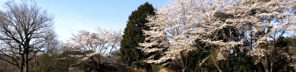 Benny Country Club cover image